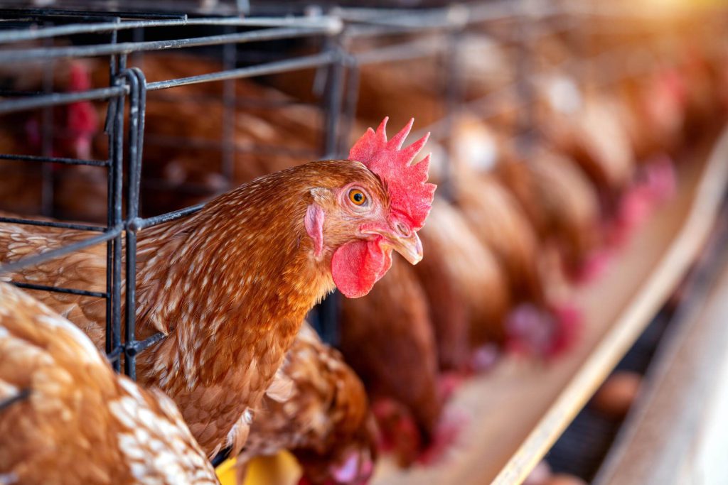 gallinas-fabrica-pollos-jaulas