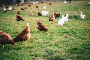 hermosa-foto-pollos-cesped-granja